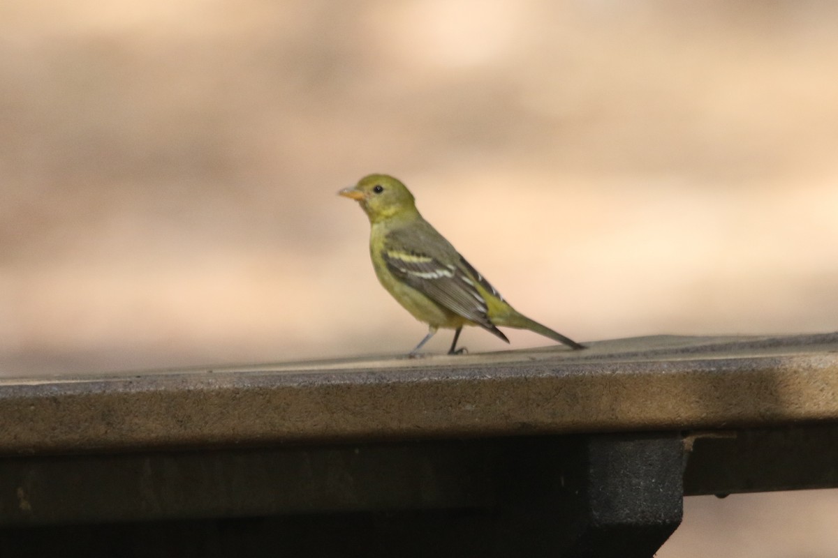 Western Tanager - ML644711294