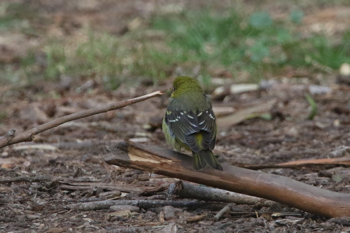 Western Tanager - ML644711295
