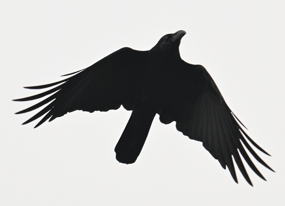 Corbeau à gros bec - ML644711299