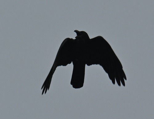 Corbeau à gros bec - ML644711300