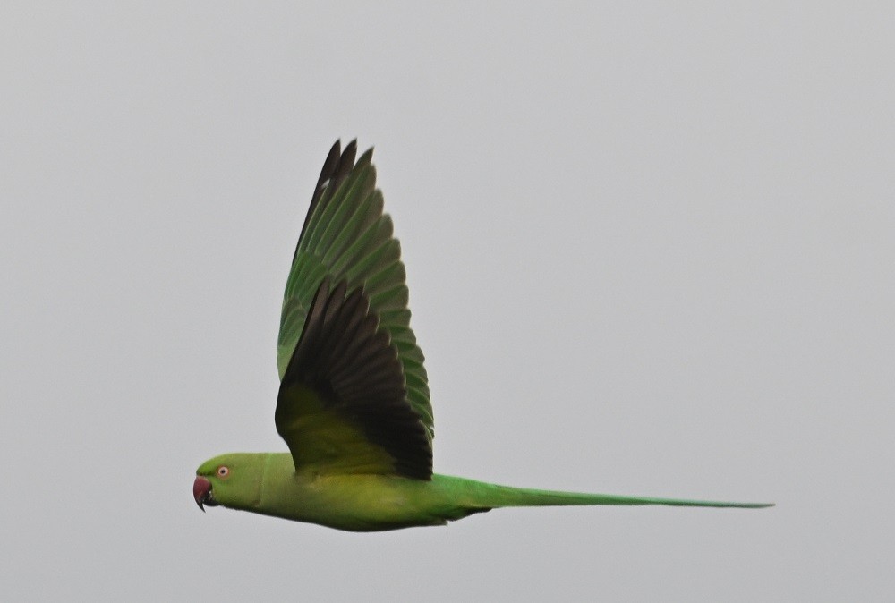 Perruche à collier - ML644711306