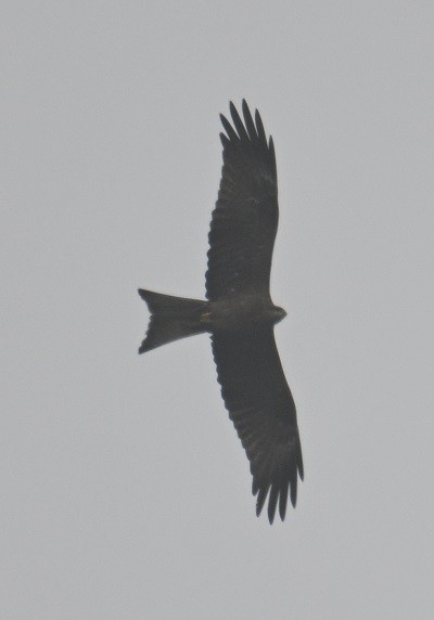 Milan noir - ML644711308