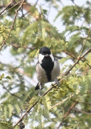 Mésange d'Asie - ML644711310