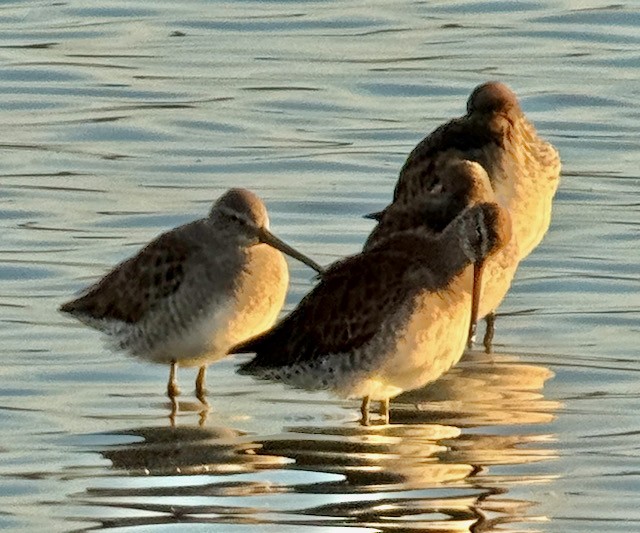 Bécassin à long bec - ML644711316