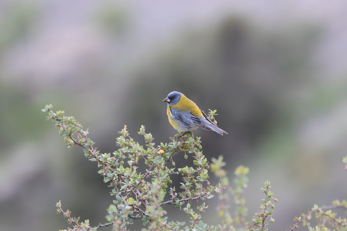 Gray-hooded Sierra Finch - ML644711319