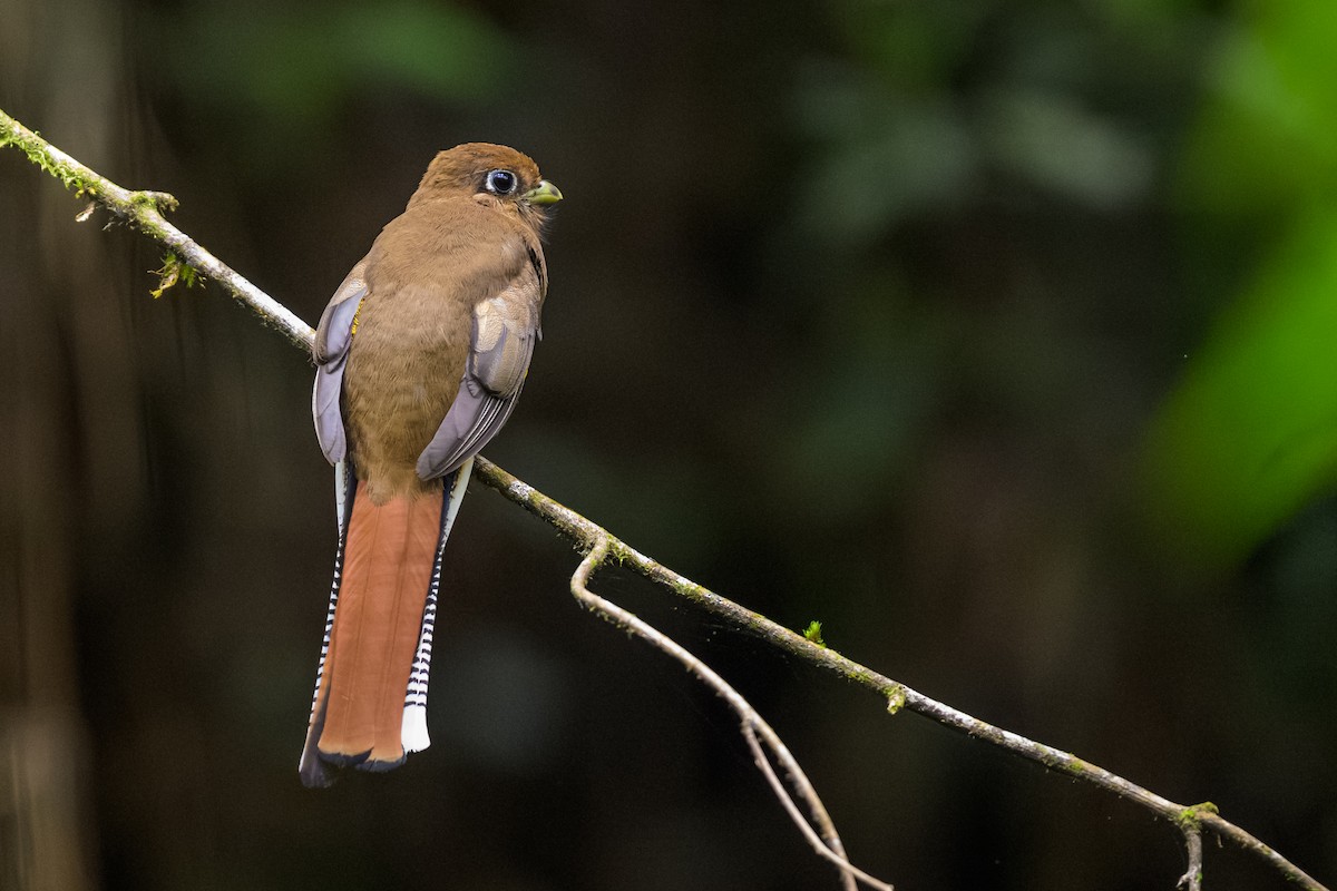Atlantic Black-throated Trogon - ML644711320