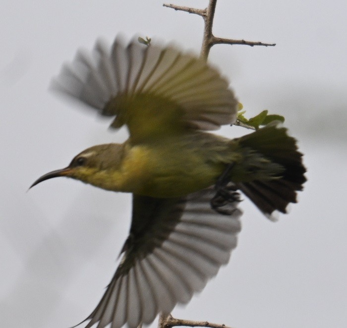 Souimanga à croupion pourpre - ML644711323