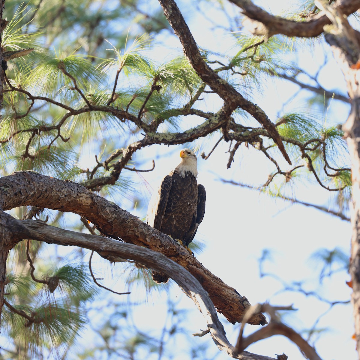 orel bělohlavý - ML644711327