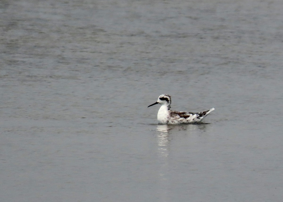 Плавунець круглодзьобий - ML644711330