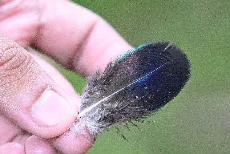 Paon bleu - ML644711336