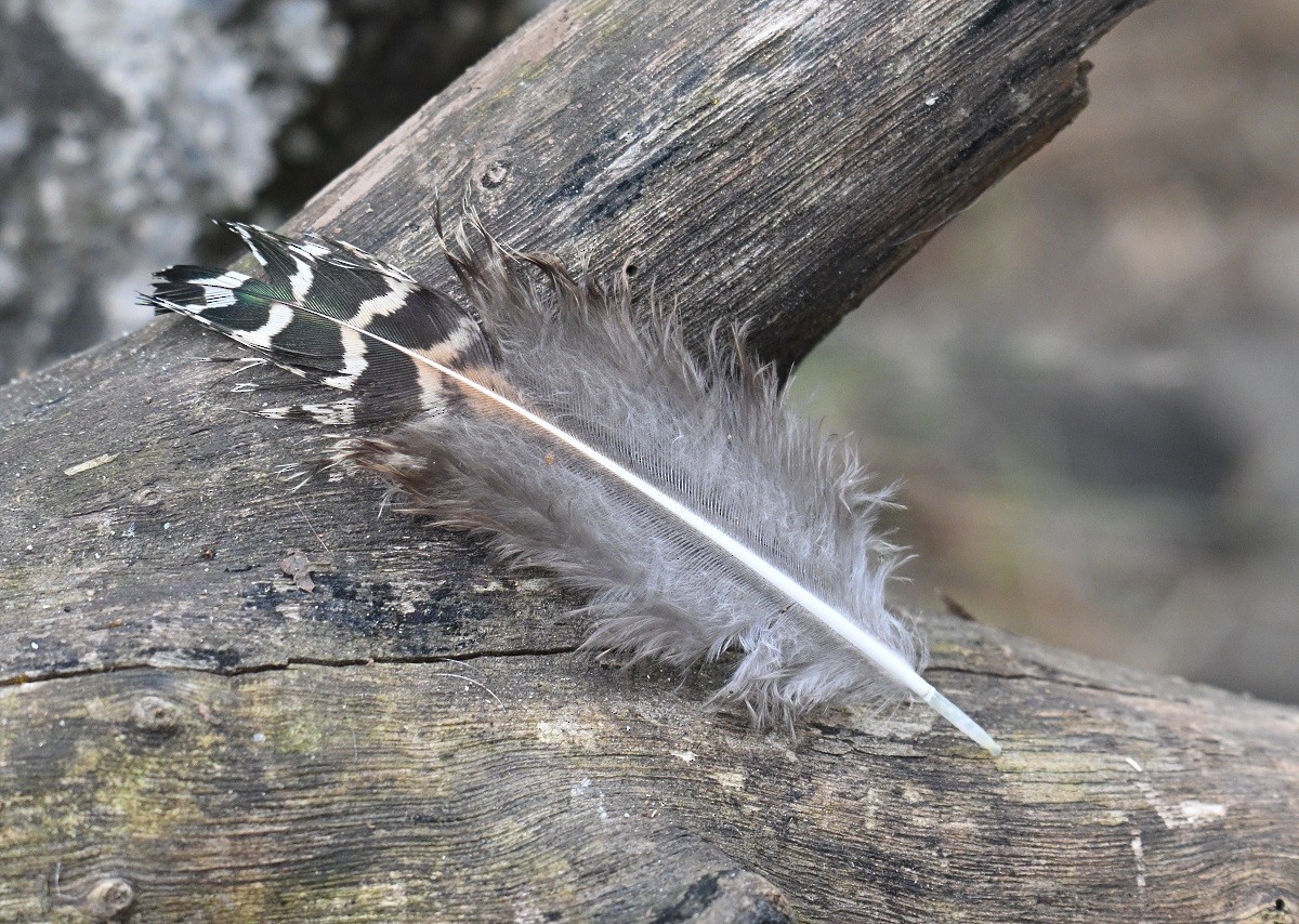 Paon bleu - ML644711337