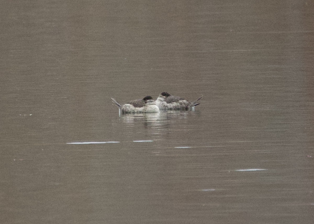 アカオタテガモ - ML644711342