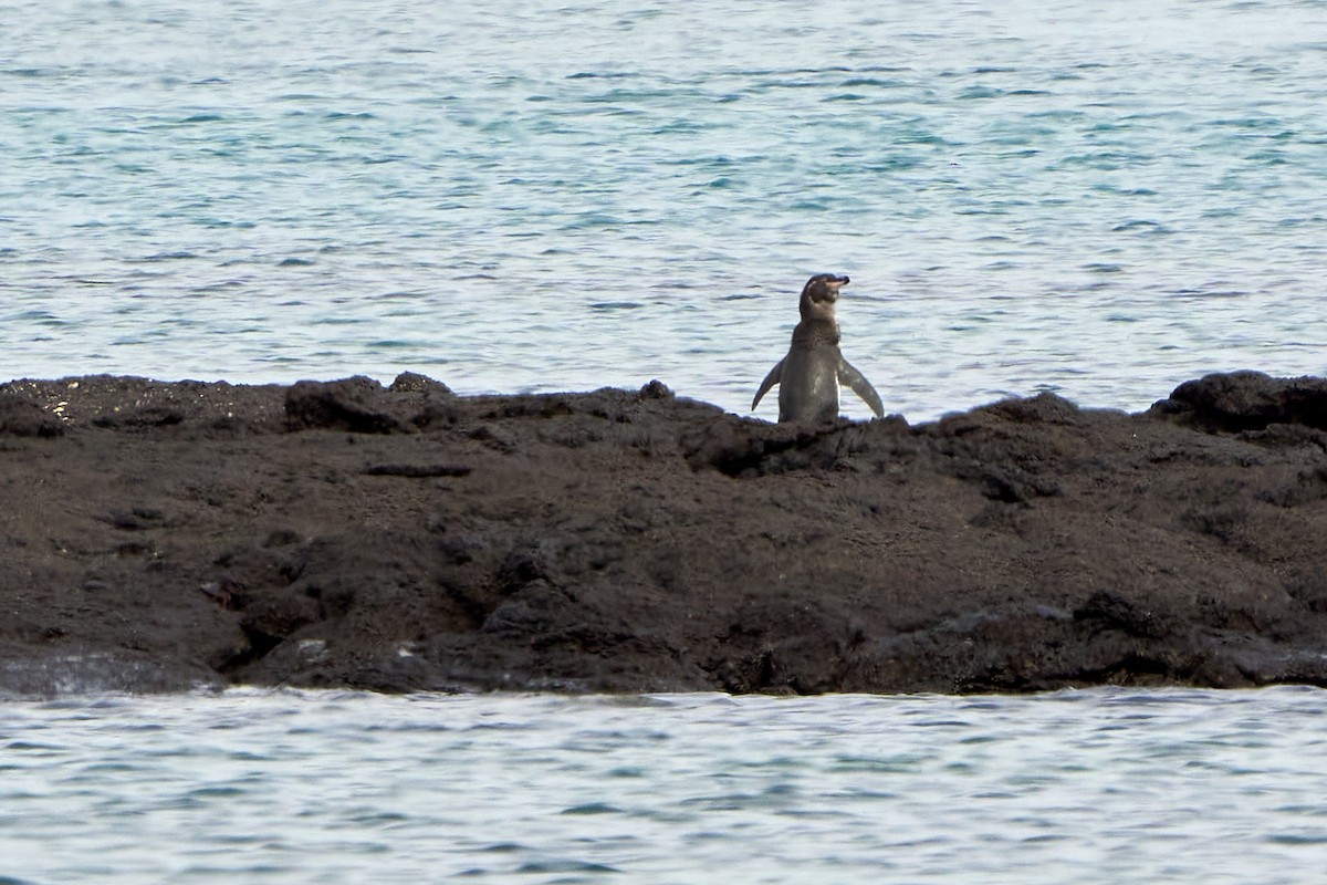 ガラパゴスペンギン - ML644711344