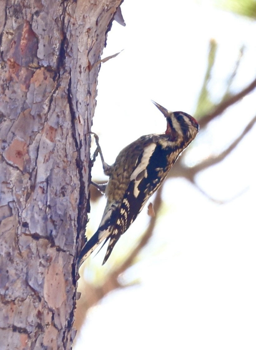 Yellow-bellied Sapsucker - ML644711345
