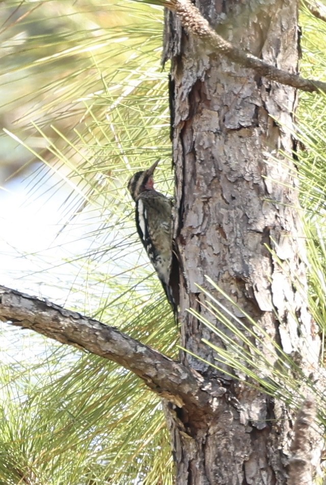 Yellow-bellied Sapsucker - ML644711346