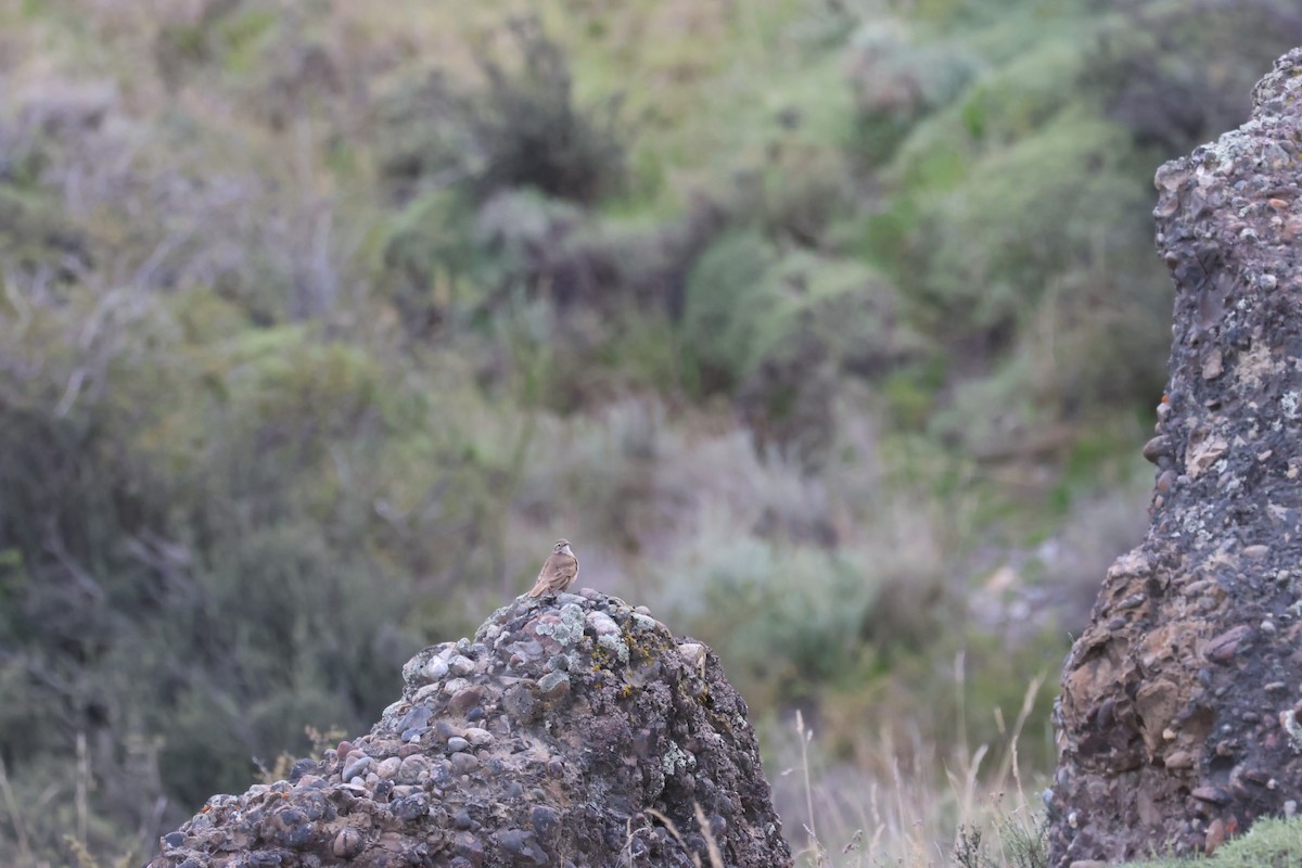 アカバネジカマドドリ - ML644711349