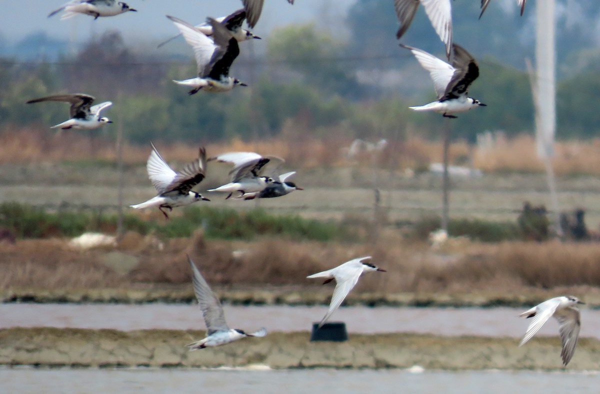 Guifette leucoptère - ML644711359