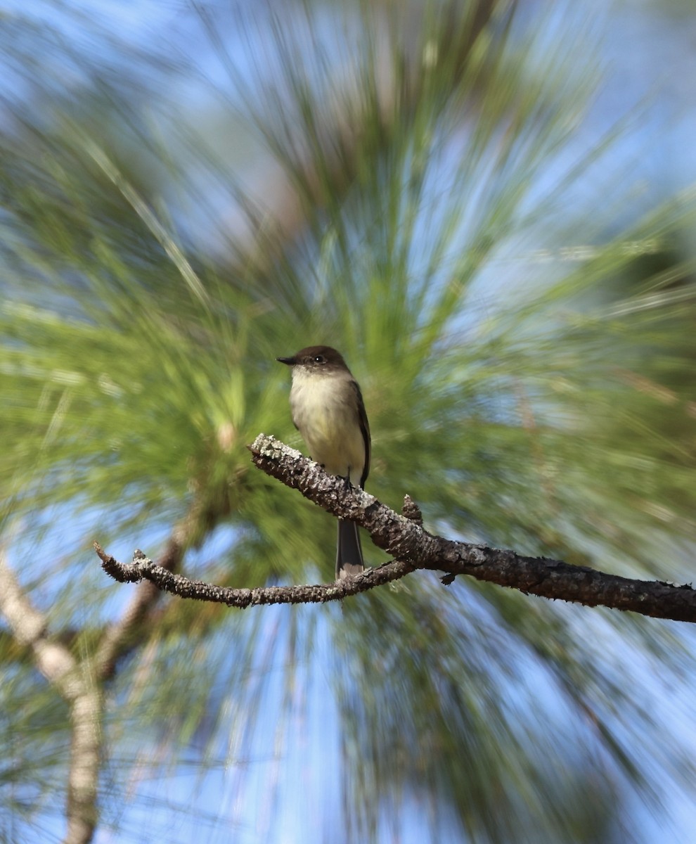 Eastern Phoebe - ML644711367