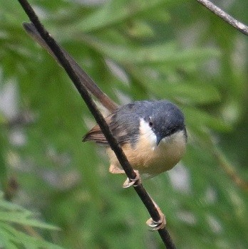 Prinia cendrée - ML644711373