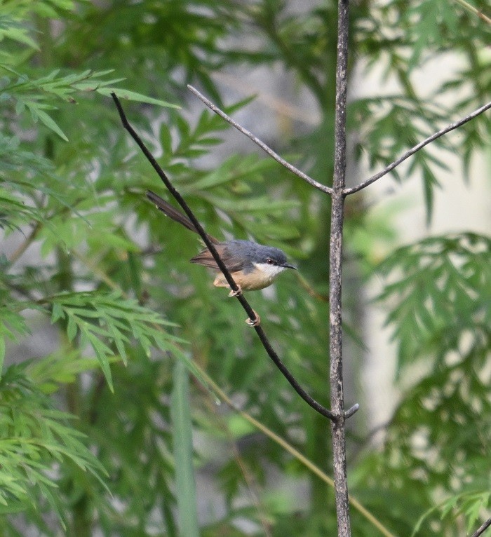 Prinia cendrée - ML644711374