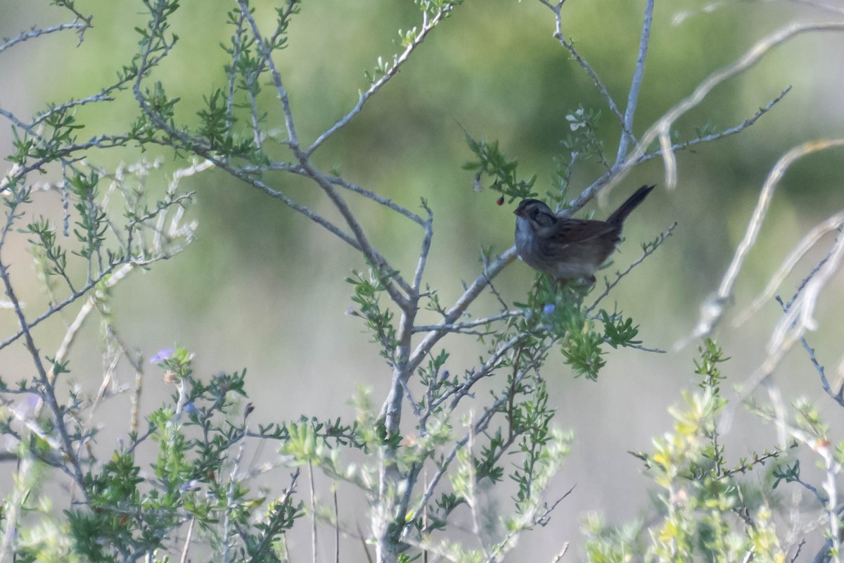 Bruant des marais - ML644711376