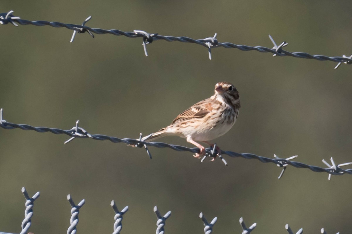 Vesper Sparrow - ML644711394