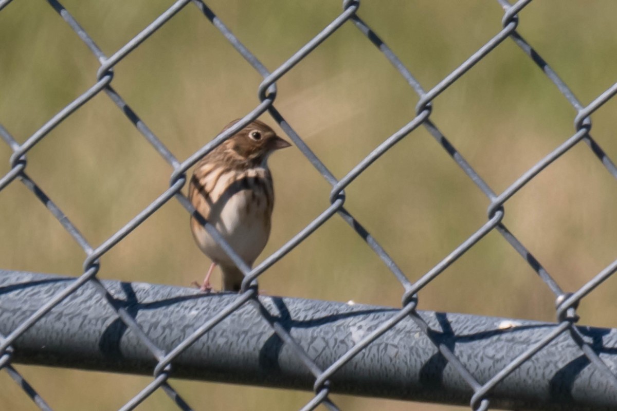 Vesper Sparrow - ML644711395