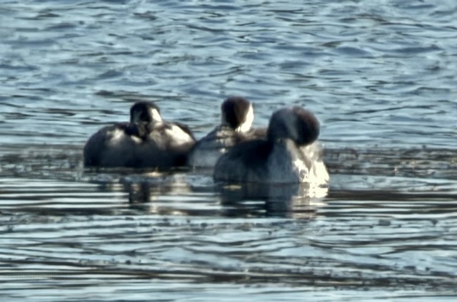Eared Grebe - ML644711400
