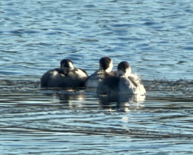 Eared Grebe - ML644711401