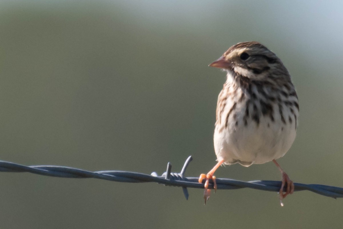 Savannah Sparrow - ML644711404
