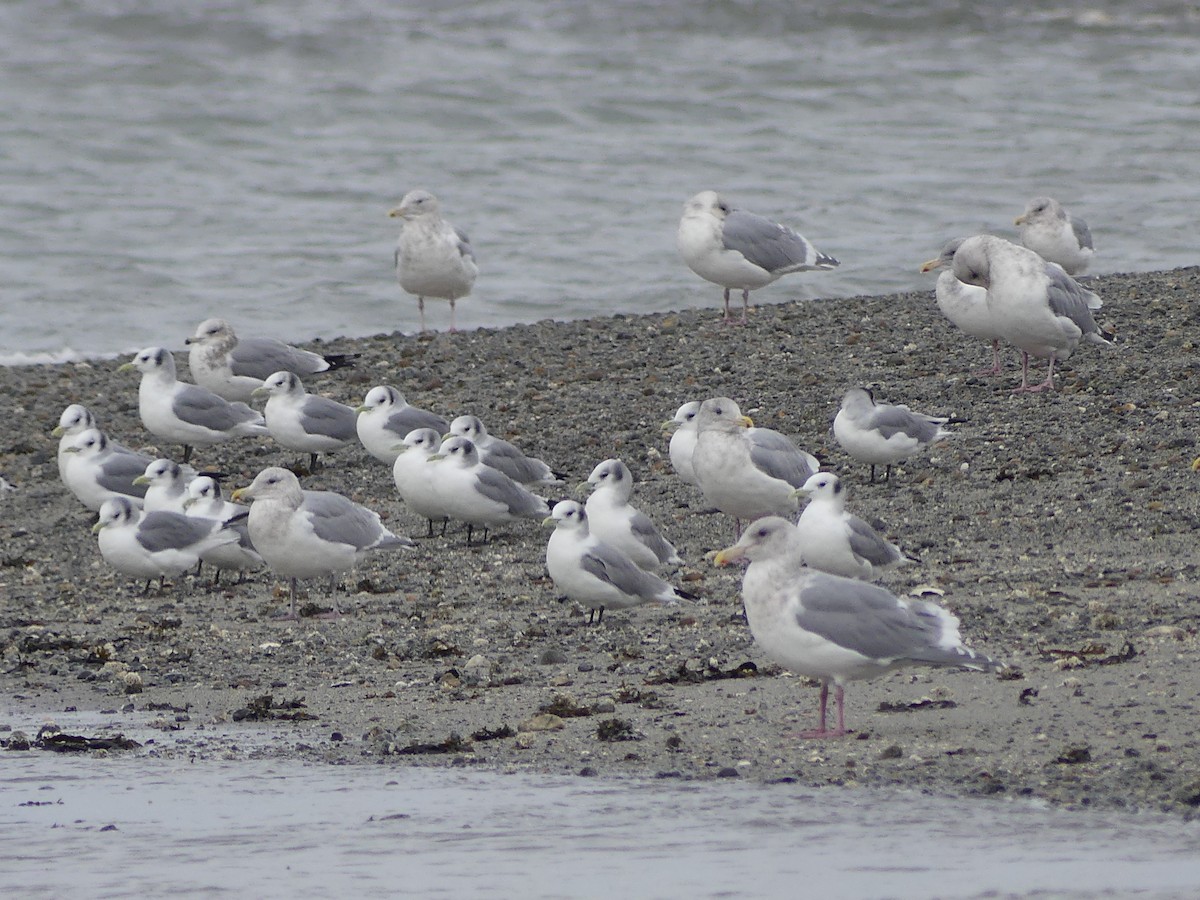 Гурван хуруут цахлай - ML644711405