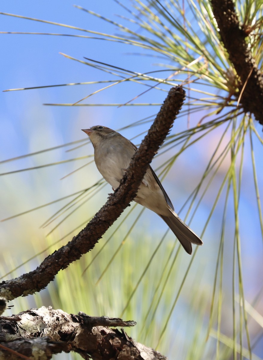 Chipping Sparrow - ML644711407