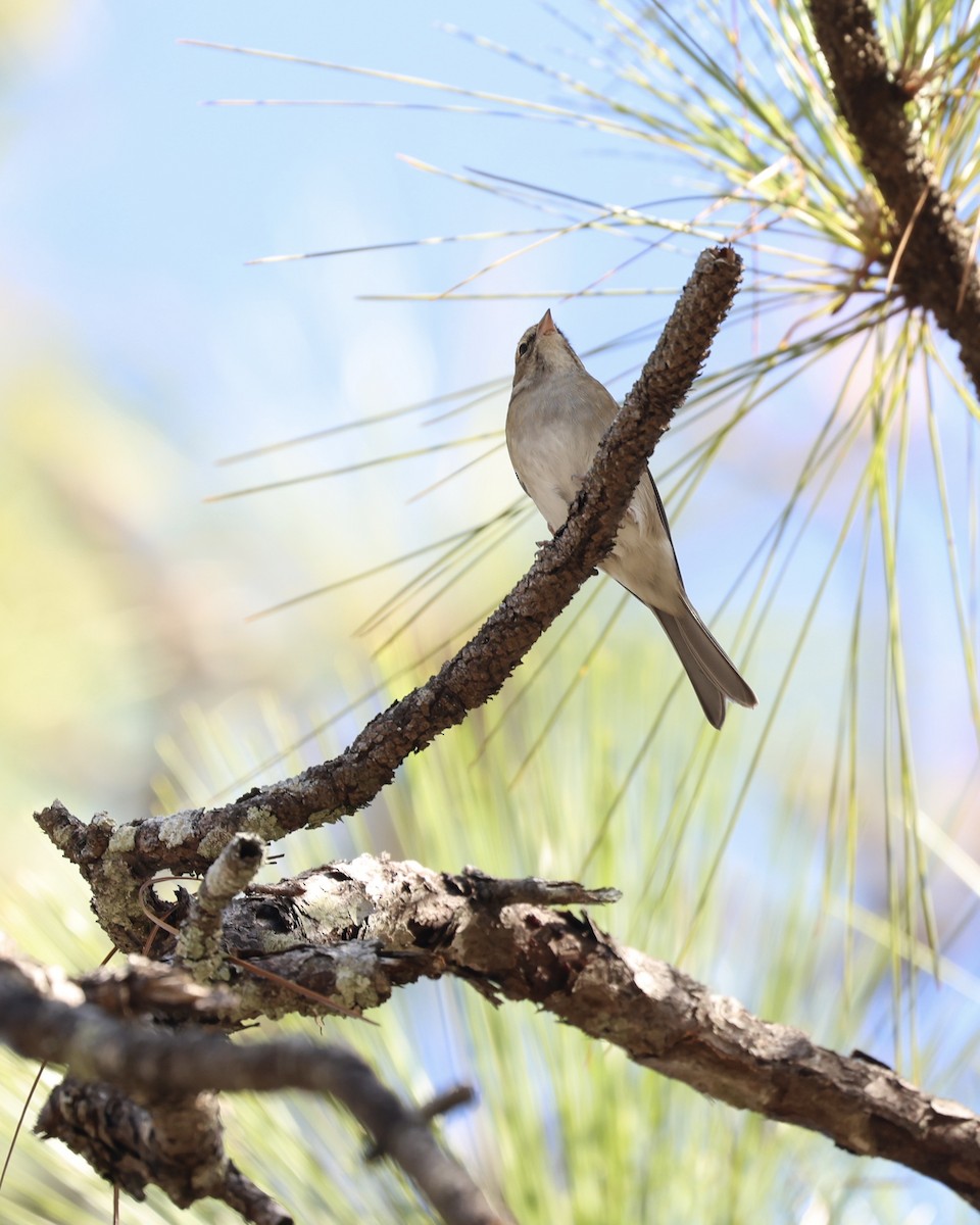Chipping Sparrow - ML644711408