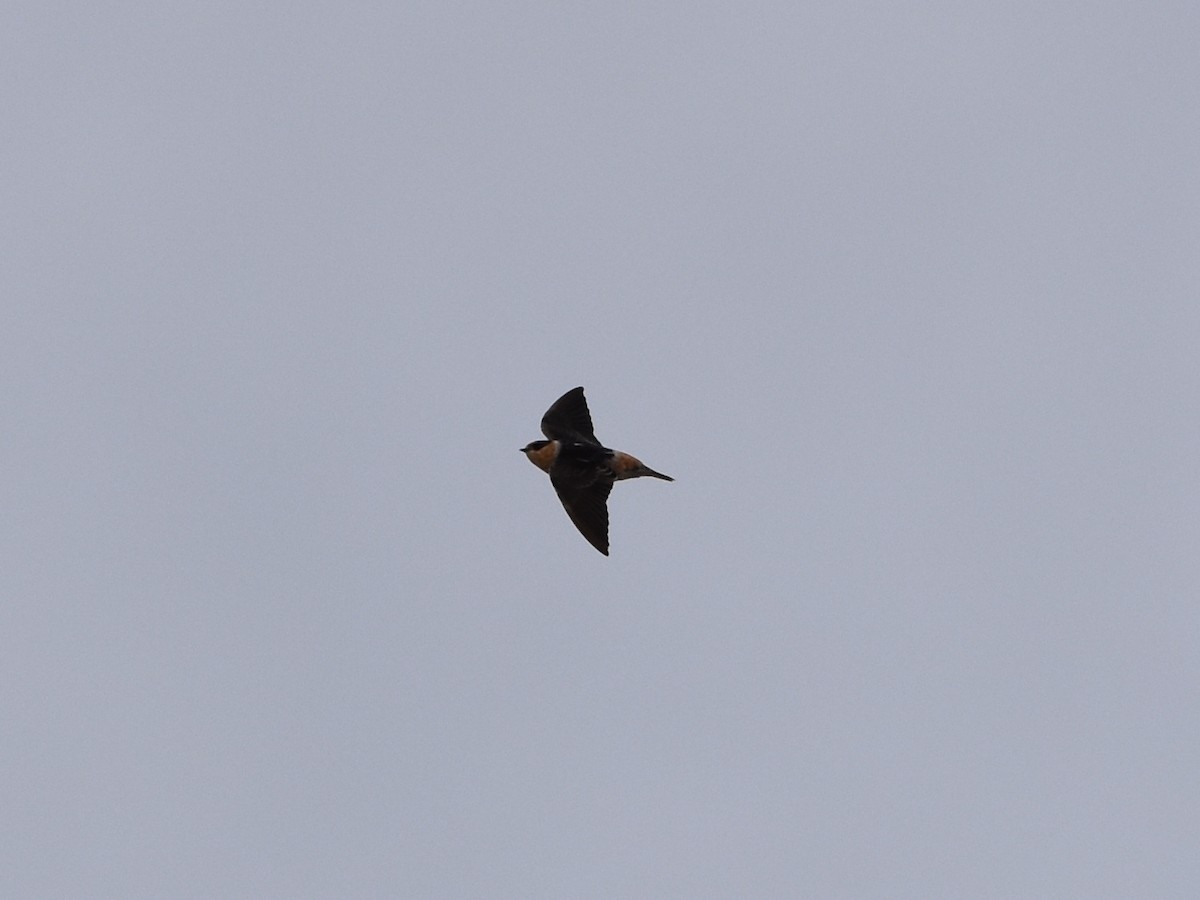 Cave Swallow - ML644711412