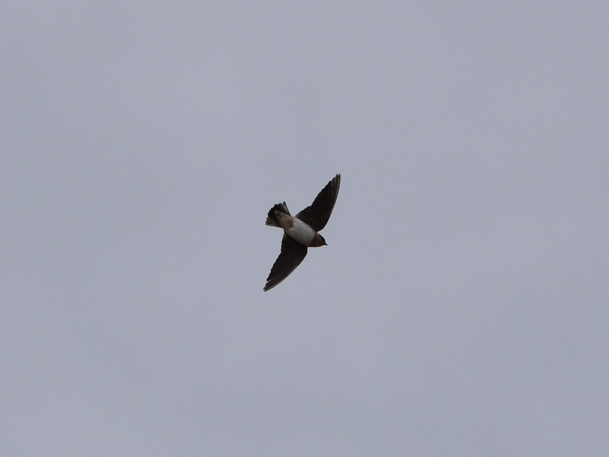 Cave Swallow - ML644711414