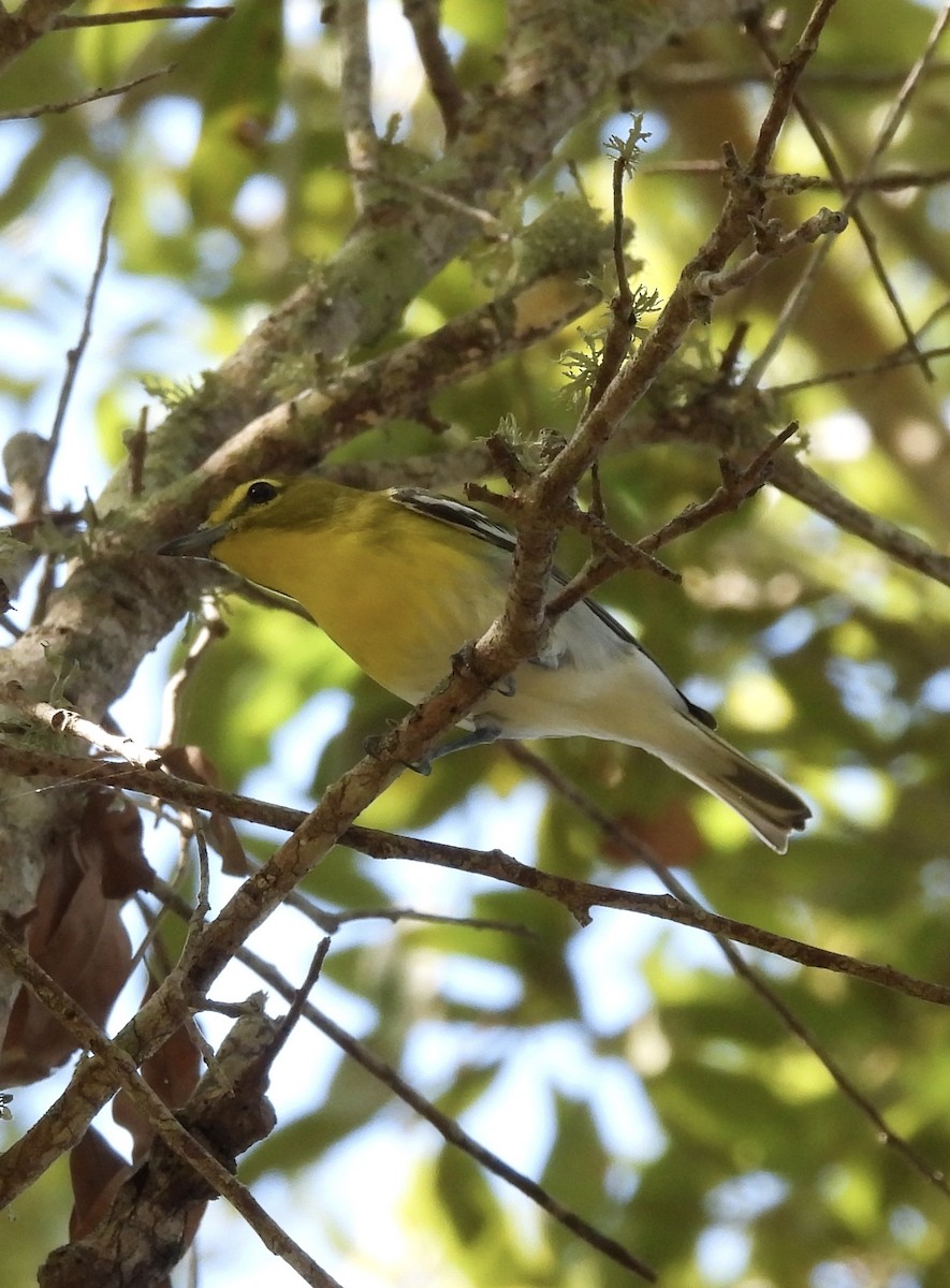 gulbrystvireo - ML644711421