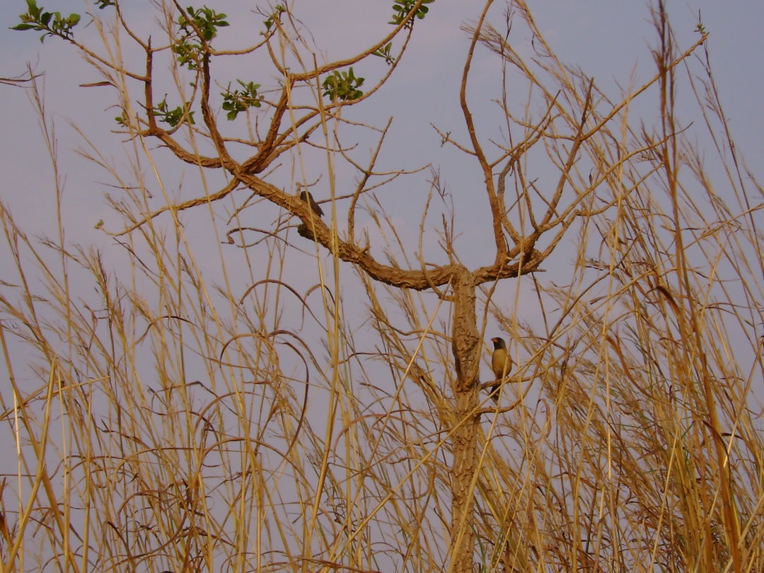 Black-throated Saltator - ML644711432