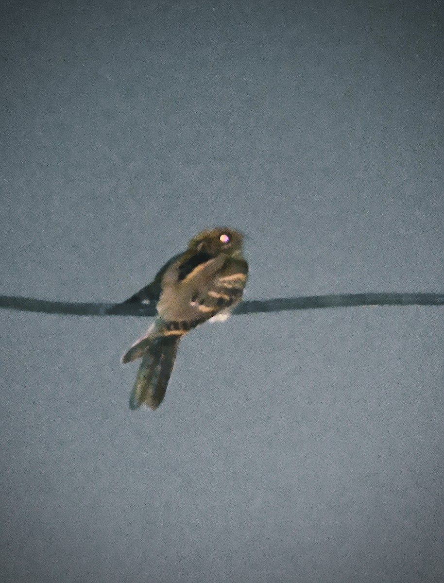 Engoulevent de Horsfield - ML644711441