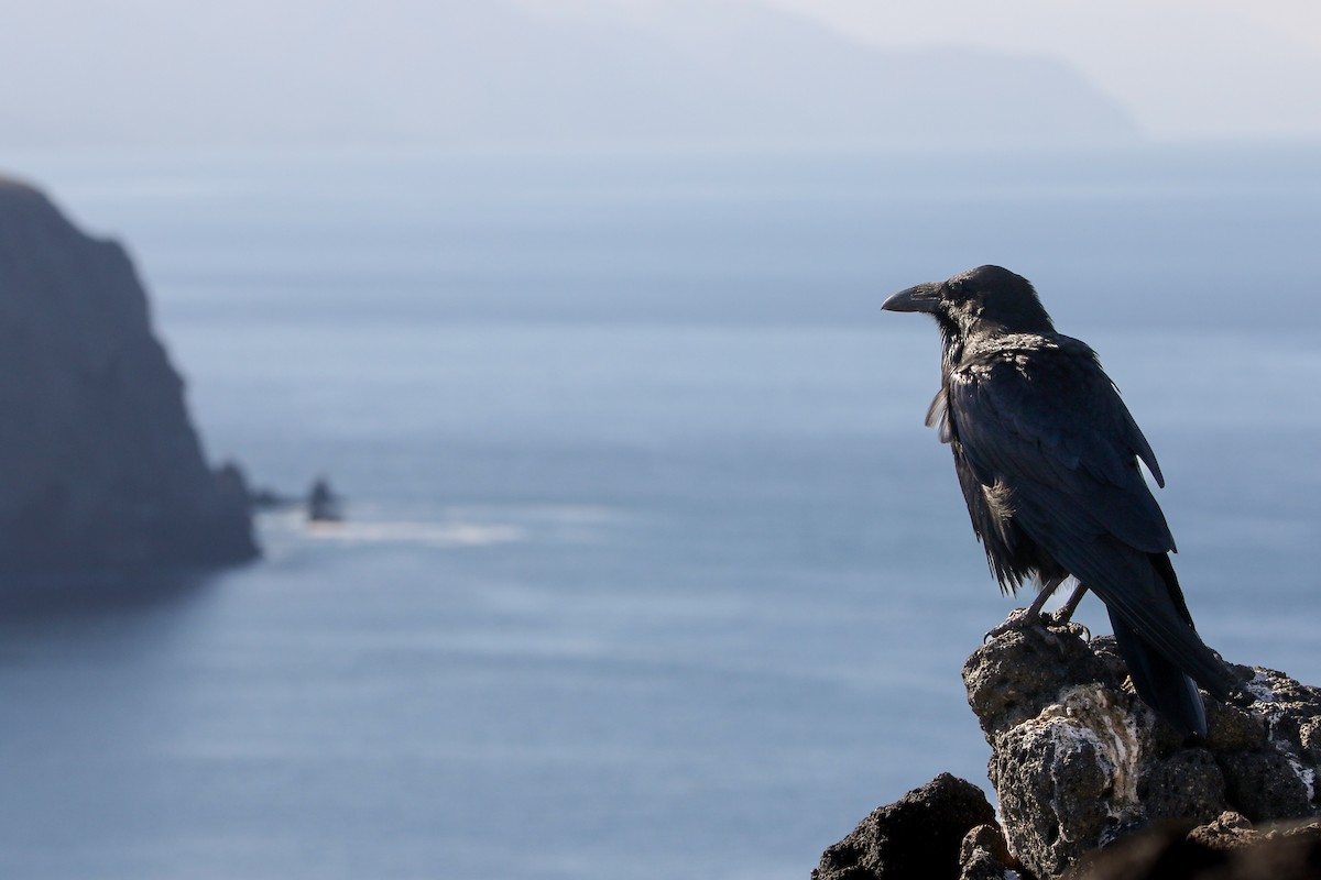 Erroi handia - ML644711448