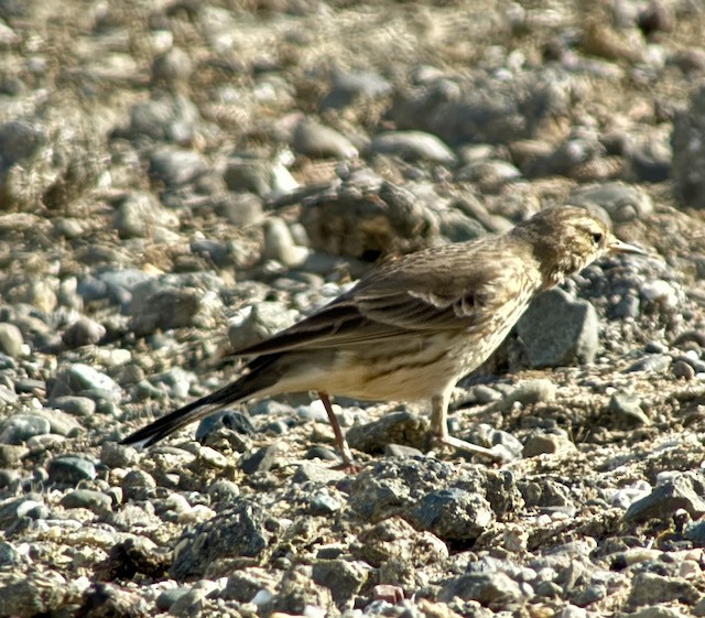 American Pipit - ML644711458