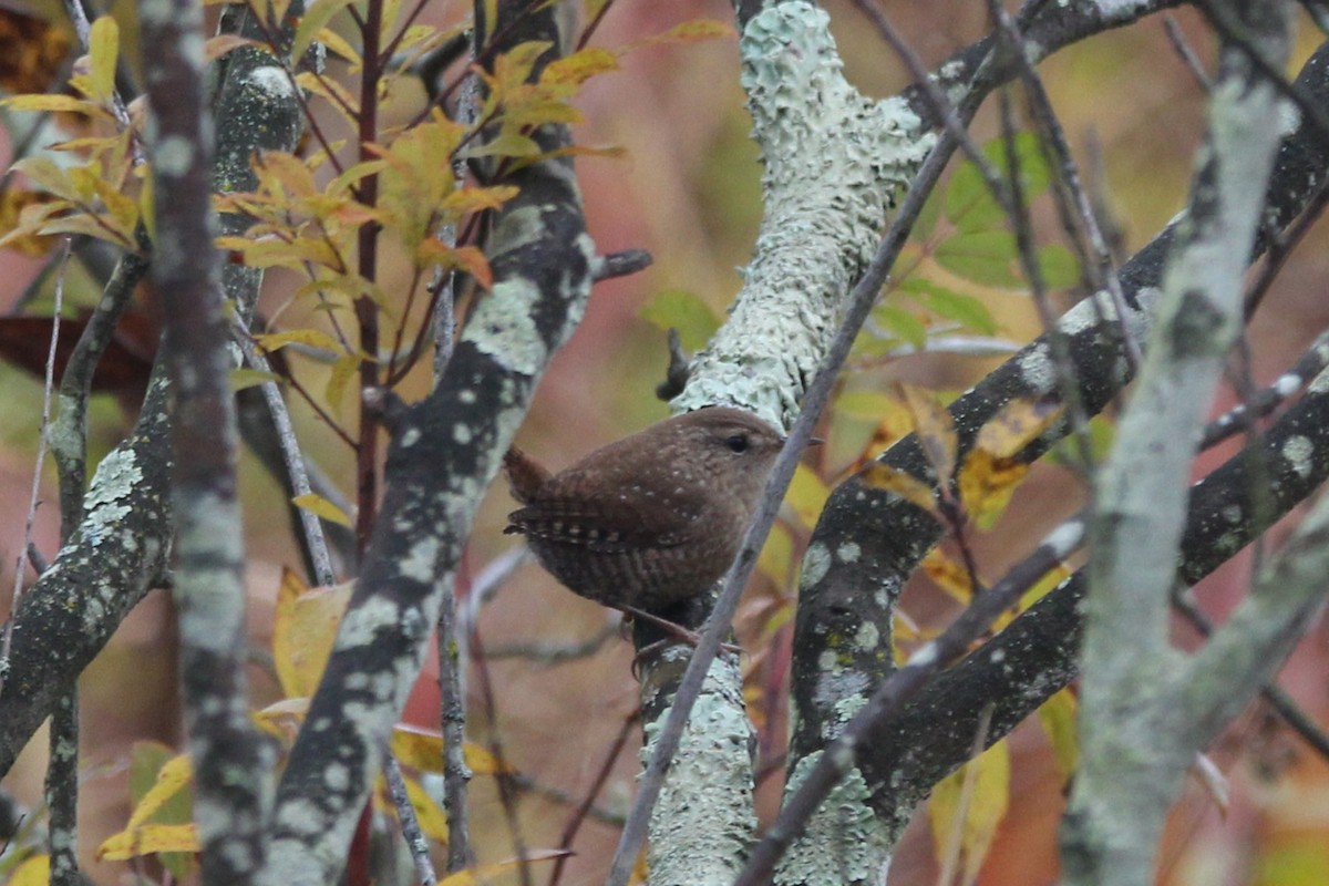 フユミソサザイ - ML644711461