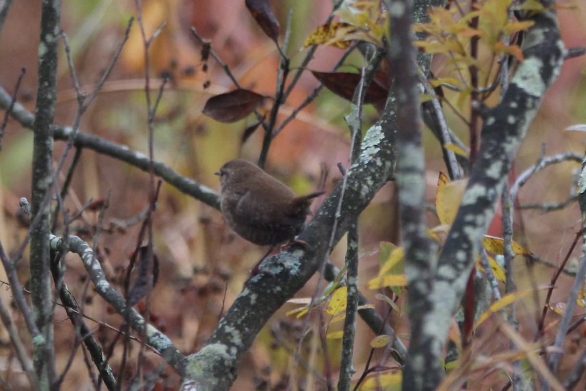 フユミソサザイ - ML644711462