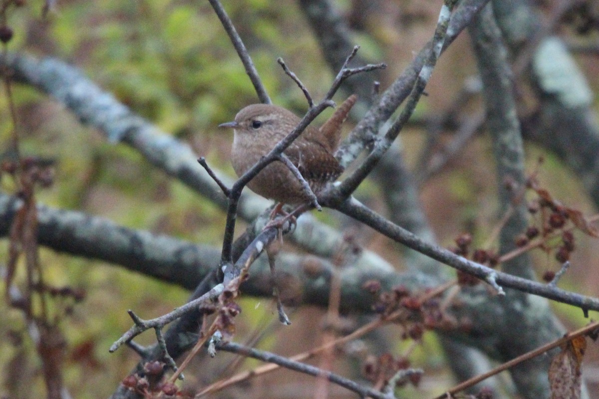 フユミソサザイ - ML644711463