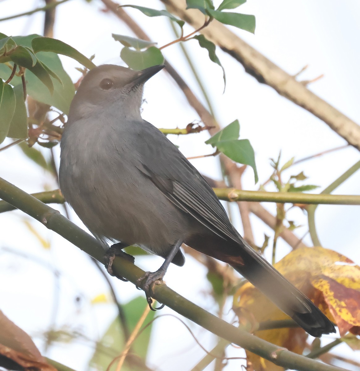 Miaulari grisa - ML644711466