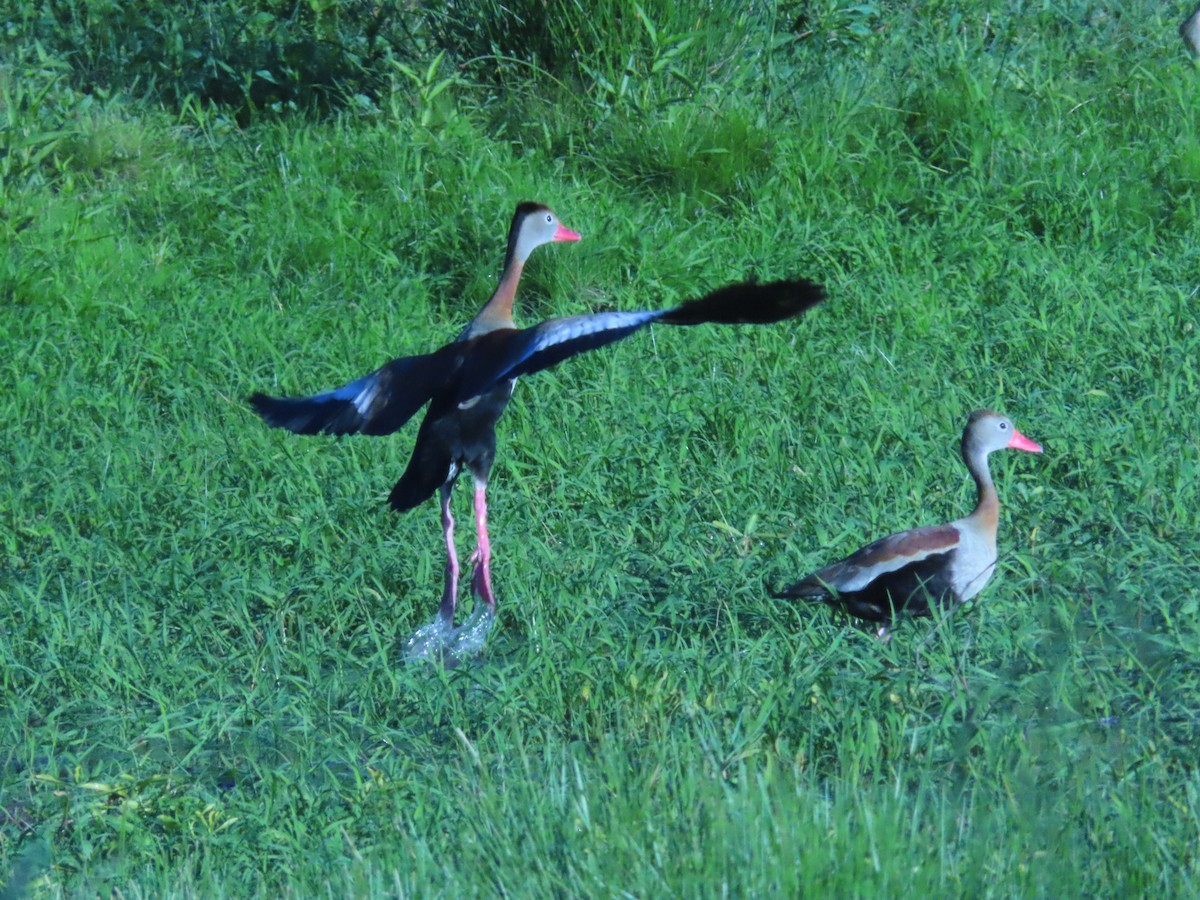 Black-bellied Whistling-Duck - ML644711477