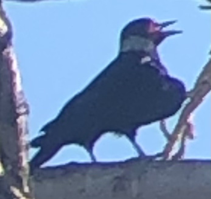 Lewis's Woodpecker - ML644711484