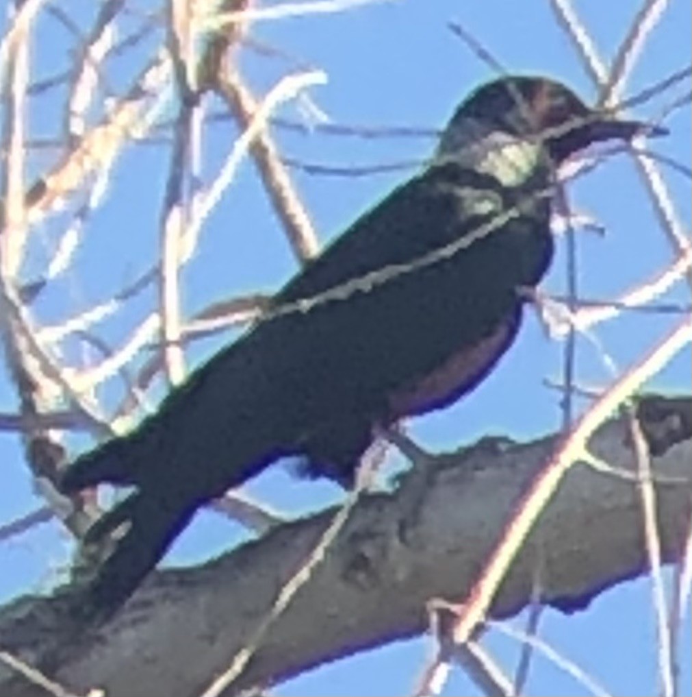 Lewis's Woodpecker - ML644711485