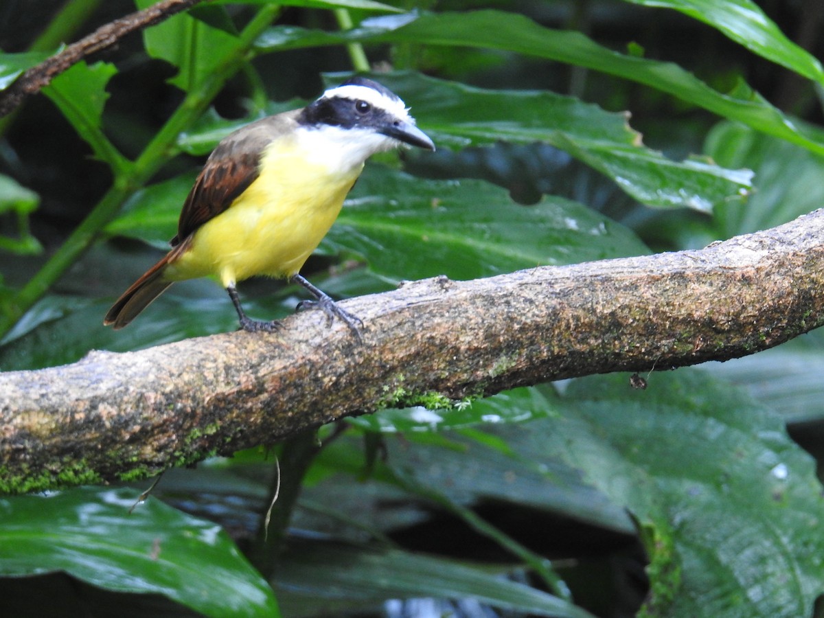 Boat-billed Flycatcher - ML644711486