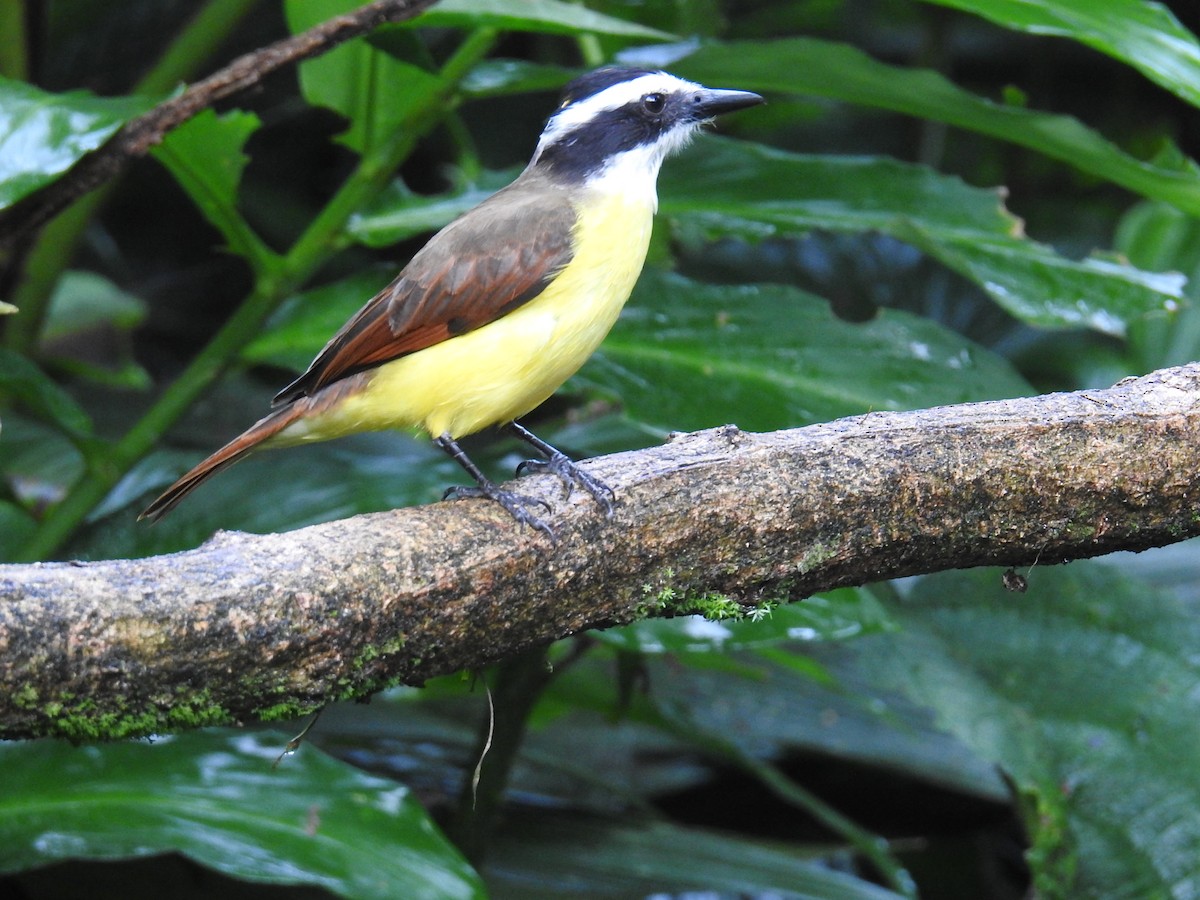 Boat-billed Flycatcher - ML644711487