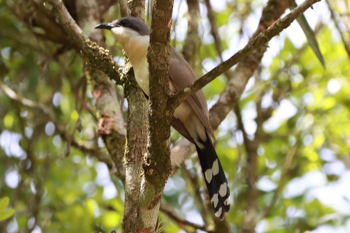 Dark-billed Cuckoo - ML644711488